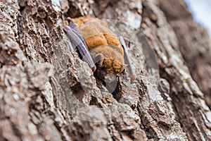 bat sleeps on the bark of a tree trunk