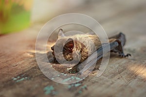 Bat small on a wooden table in the afternoon