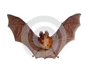 Bat with spread wings isolated on white, scary red tropical bat hipposideros bicolor, horror, taxidermy, photo