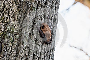 Bat in the spring sits on a tree trunk
