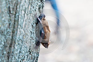 A bat in the spring sits upside down on a tree trunk