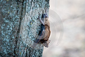 A bat in the spring sits upside down on a tree trunk, close up