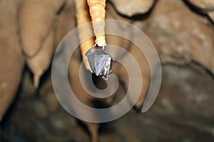 Bat on the stalagmite