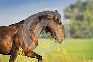 Bat stallion in motion