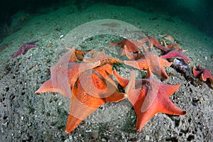 Bat Starfish on Seafloor of Kelp Forest