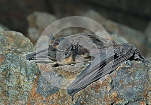 Bat on stone 2