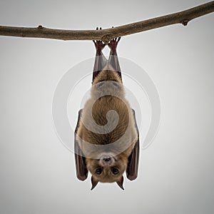 Bat (suborder Yinpterochiroptera) hangs upside down from a slender