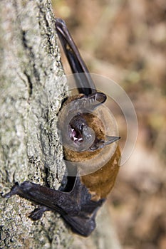 Bat on tree