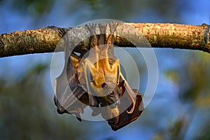 Bat from Uganda. Straw-coloured fruit bat, Eidolon helvum, on the the tree during the evening, Kisoro, Uganda in Africa. Bat photo
