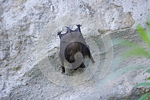 Bat on the Wall on Day