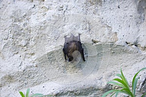 Bat on the Wall on Day