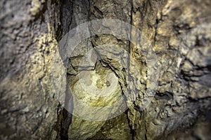 Bat on the wall in the cave