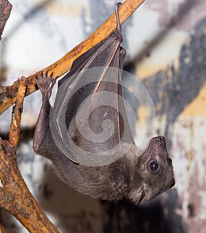 Bat at the zoo