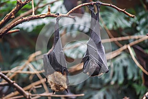 Bat in zoo in Argentina
