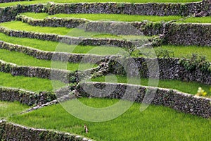 Batad rice field terraces, Ifugao province, Banaue, Philippines