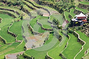 Batad rice field terraces,Ifugao province, Banaue, Philippines