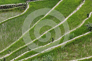 Batad rice field terraces in Ifugao province, Banaue, Philippines