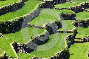 Batad rice field terraces, Ifugao province, Banaue, Philippines