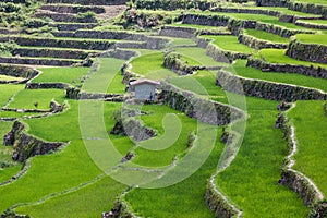 Batad rice field terraces in Ifugao province with small house, Banaue, Philippines