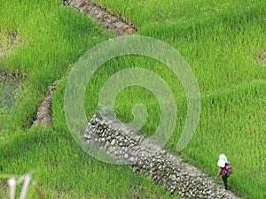 Batad rice terrace in Banaue, Ifugao, Philippines