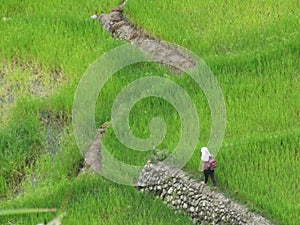 Batad rice terrace in Banaue, Ifugao, Philippines