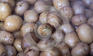 Batatas Solanum tuberosum sem vapor fresco para preparaÃ§Ã£o de saladas