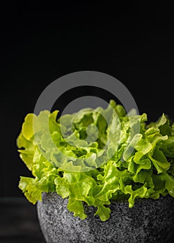 Batavia green lettuce isolated on black background