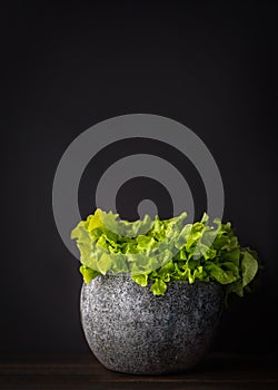 Batavia green lettuce isolated on black background
