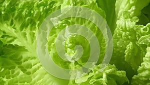 Batavia green lettuce salad in rotation
