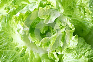 Batavia green lettuce salad shallow focus background