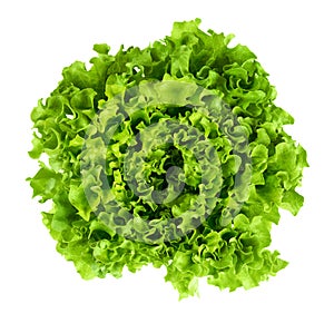 Batavia head of lettuce from above on white background