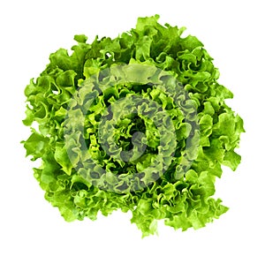Batavia head of lettuce from above on white background photo