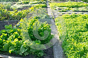 Batavia lettuce, arugula and lovage plants