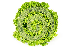 Batavia lettuce front view