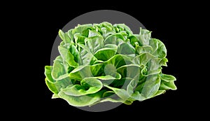 Batavia lettuce. photo
