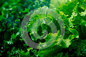 Batavia lettuce isolated on white background. Fresh green salad leaves from garden