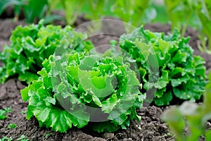 Batavia lettuce isolated on white background. Fresh green salad leaves from garden