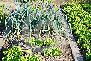 Batavia lettuce and leek plants