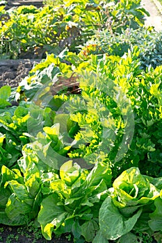 Batavia lettuce and lovage plants