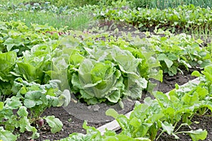 Batavia lettuce plants on a patch