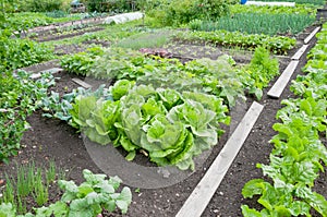 Batavia lettuce plants on a patch