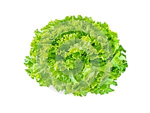 Batavia lettuce salad rosette
