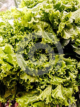 Batavia Lettuce in a Supermarket