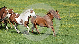 Batch of beautiful horses running on pasturage