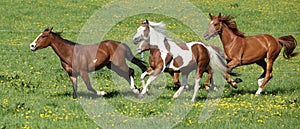 Batch of beautiful horses running on pasturage