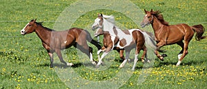 Batch of beautiful horses running on pasturage photo