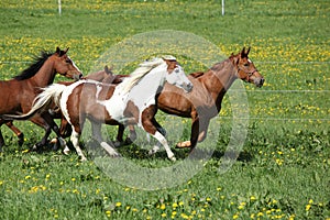 Batch of beautiful horses running on pasturage photo