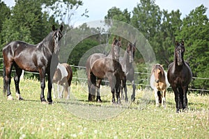 Batch of black horses on pasturage