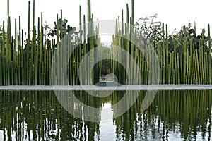 Batch of cactuses in a botanical garden in Mexico photo