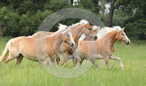 Batch of chestnut horses running together in freedom